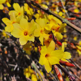 Winterjasmin - Jasminum nudiflorum - gelb