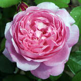 Rose 'Mary Rose' - Englische Strauchrose