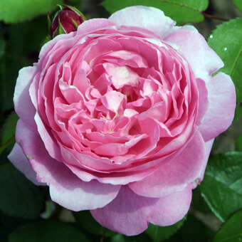 Englische Strauchrose - Rose 'Mary Rose'