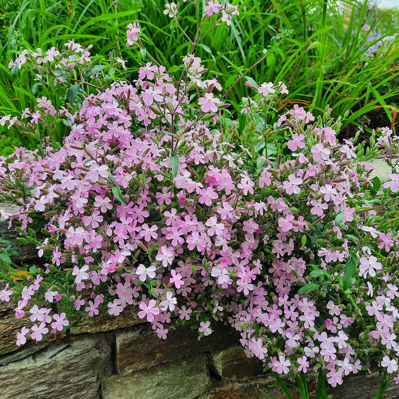 Griechisches Seifenkraut - Saponaria haussknechtii (Syn. S. sicula var.  intermedia) - rosa