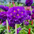 Primula denticulata 'Blaue Auslese': Bild 1/3