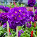 Primula denticulata 'Blaue Auslese' - Kugelprimel