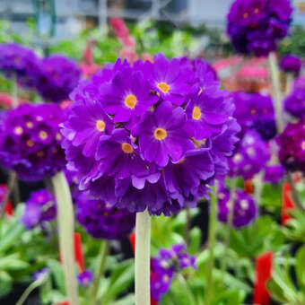 Primula denticulata 'Blaue Auslese'