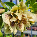 Helleborus orientalis 'Double Ellen Yellow Spotted' - Schneerose