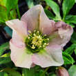 Helleborus orientalis 'Pretty Ellen Pink': Bild 1/2