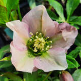 Helleborus orientalis 'Pretty Ellen Pink' - Schneerose