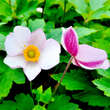 Anemone tomentosa 'Robustissima': Bild 3/5