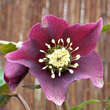 Helleborus orientalis 'Pretty Ellen Red': Bild 2/2