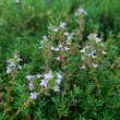Thymus vulgaris: Bild 2/5
