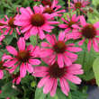 Echinacea purpurea 'Papallo Compact Rose': Bild 1/6