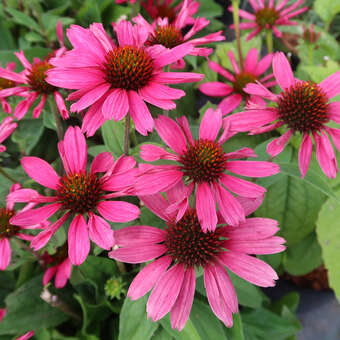 Echinacea purpurea 'Papallo Compact Rose'