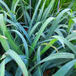 Carex laxiculmis 'Bunny Blue': Bild 1/3