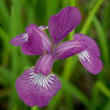 Iris sibirica 'Ruby Wine' - Sibirische Schwertlilie