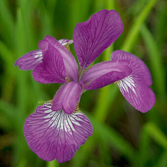 Iris sibirica 'Ruby Wine'