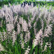 Pennisetum orientale: Bild 3/8