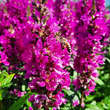 Lythrum salicaria 'Robert': Bild 3/4