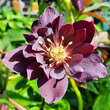 Helleborus orientalis 'Double Ellen Purple': Bild 2/3