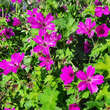 Geranium 'Elworthy Eyecatcher': Bild 2/2