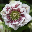 Helleborus orientalis 'Double Ellen White Spotted': Bild 3/3