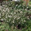 Gaura lindheimeri 'Whirling Butterflies': Bild 4/12