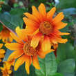 Heliopsis helianthoides 'Bleeding Hearts': Bild 2/5