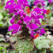Lamium maculatum 'Purple Dragon': Bild 1/2