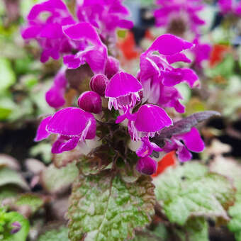 Lamium maculatum 'Purple Dragon'