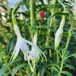 Fuchsia magellanica  'Alba': Bild 1/1