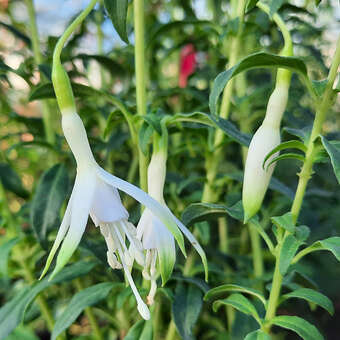 Fuchsia magellanica  'Alba'
