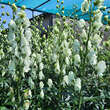 Aconitum napellus 'Album': Bild 3/4