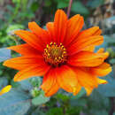 Heliopsis helianthoides 'Bleeding Hearts' - Sonnenauge