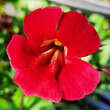 Mimulus cupreus 'Roter Kaiser': Bild 1/4