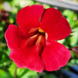 Mimulus cupreus 'Roter Kaiser' - Gauklerblume
