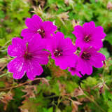 Geranium 'Elworthy Eyecatcher' - Dauerblüher- Storchschnabek