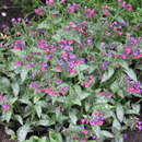 Pulmonaria 'Trevi Fountain' - Lungenkraut