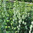 Aconitum napellus 'Album': Bild 4/4