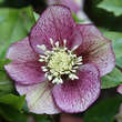Helleborus orientalis 'Pretty Ellen Spotted': Bild 2/2