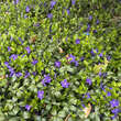 Vinca minor 'La Grave': Bild 6/6