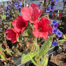 Pulmonaria 'Srimps on the Barbie' - Lungenkraut