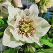 Helleborus orientalis 'Double Ellen White Spotted': Bild 2/3