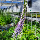 Veronicastrum virginicum 'Fascination' - Virginischer Ehrenpreis