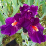 Iris germanica 'In a Flash' - Hohe Schwertlilie, Iris