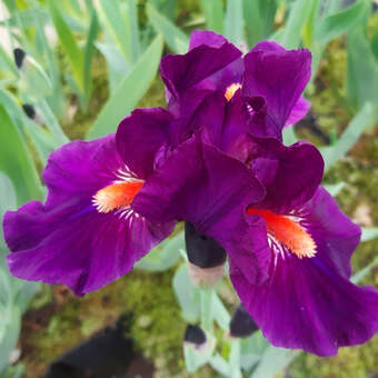 Iris germanica 'In a Flash'