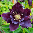 Helleborus orientalis 'Double Ellen Purple': Bild 1/3
