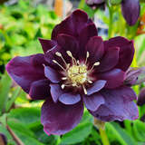 Helleborus orientalis 'Double Ellen Purple' - Schneerose