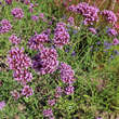 Verbena bonariensis: Bild 3/9