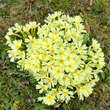 Primula vulgaris: Bild 5/9