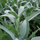 Salvia officinalis 'Extracta' - Gewürzsalbei