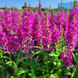 Lythrum salicaria 'Robert' - Blutweiderich