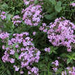 Saponaria haussknechtii (Syn. S. sicula var. intermedia): Bild 6/8